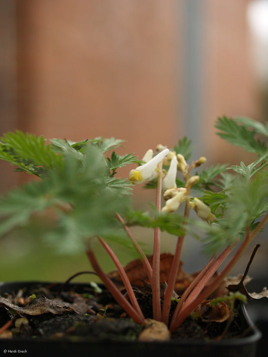 Dicentra cucullaria - Herrenkamper Gärten - Pflanzenraritäten