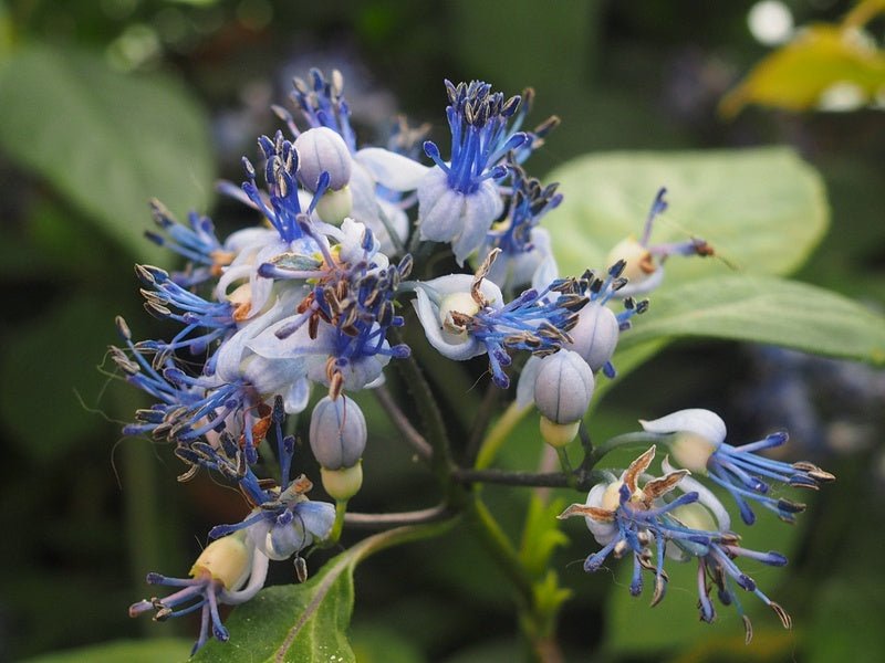 Dichroa febrifuga - Herrenkamper Gärten - Pflanzenraritäten