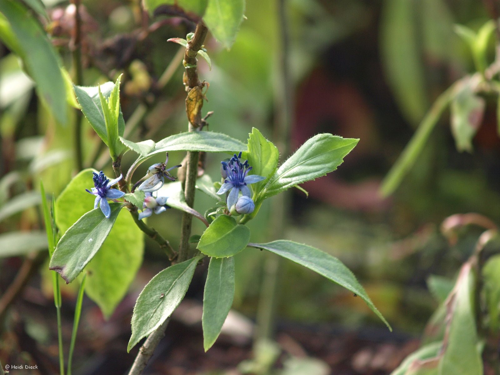 Dichroa febrifuga - Herrenkamper Gärten - Pflanzenraritäten