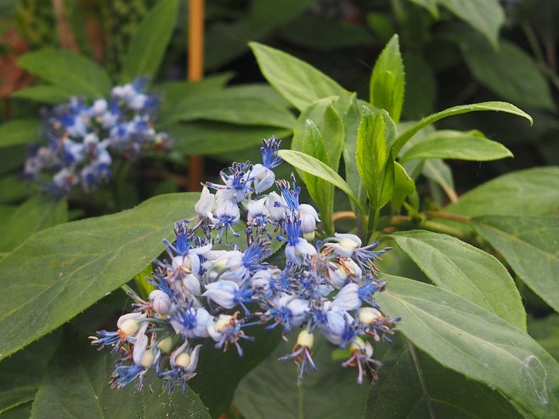 Dichroa febrifuga - Herrenkamper Gärten - Pflanzenraritäten