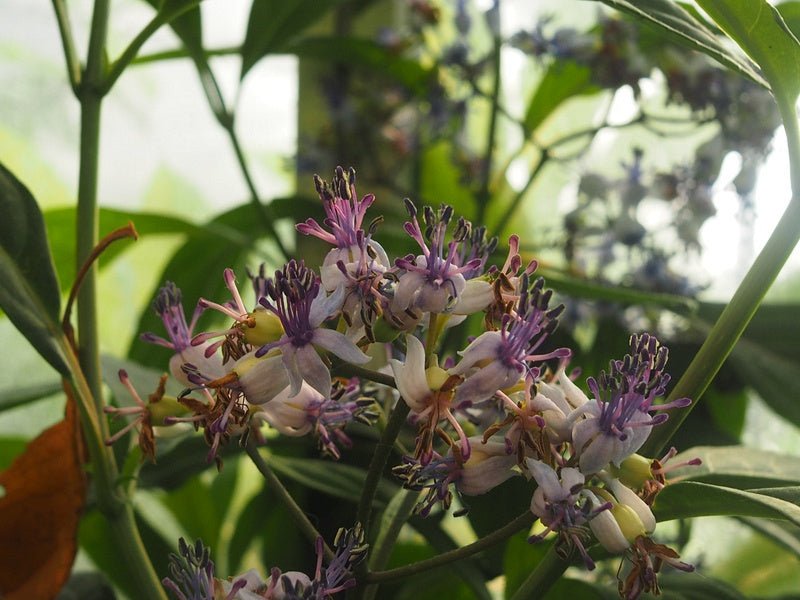 Dichroa febrifuga - Herrenkamper Gärten - Pflanzenraritäten