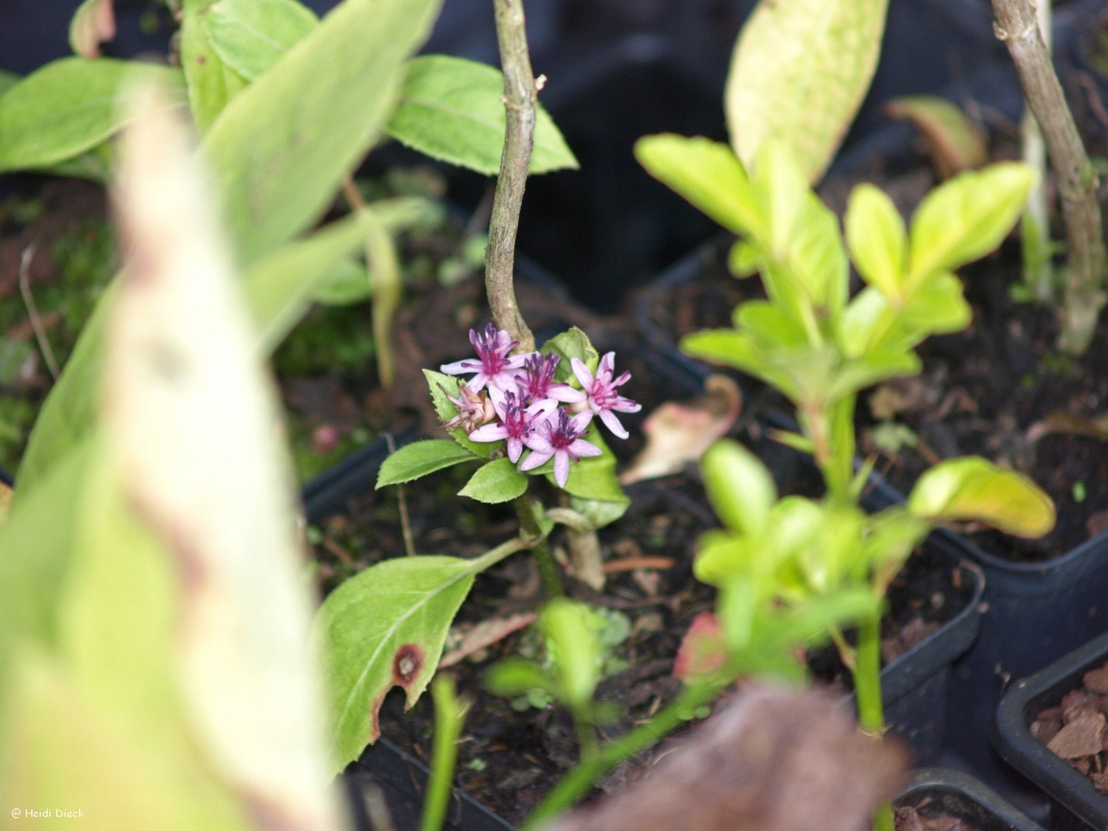 Dichroa febrifuga - Herrenkamper Gärten - Pflanzenraritäten