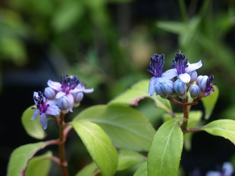 Dichroa febrifuga - Herrenkamper Gärten - Pflanzenraritäten