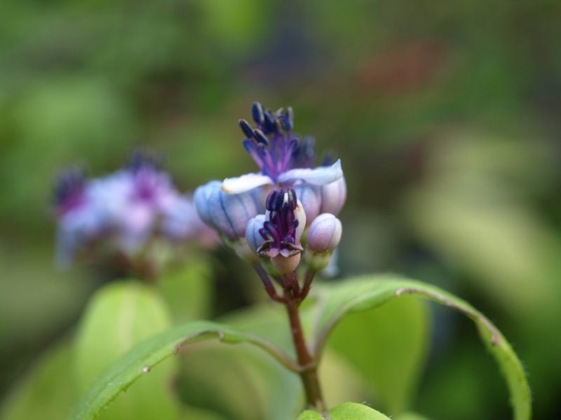 Dichroa febrifuga - Herrenkamper Gärten - Pflanzenraritäten