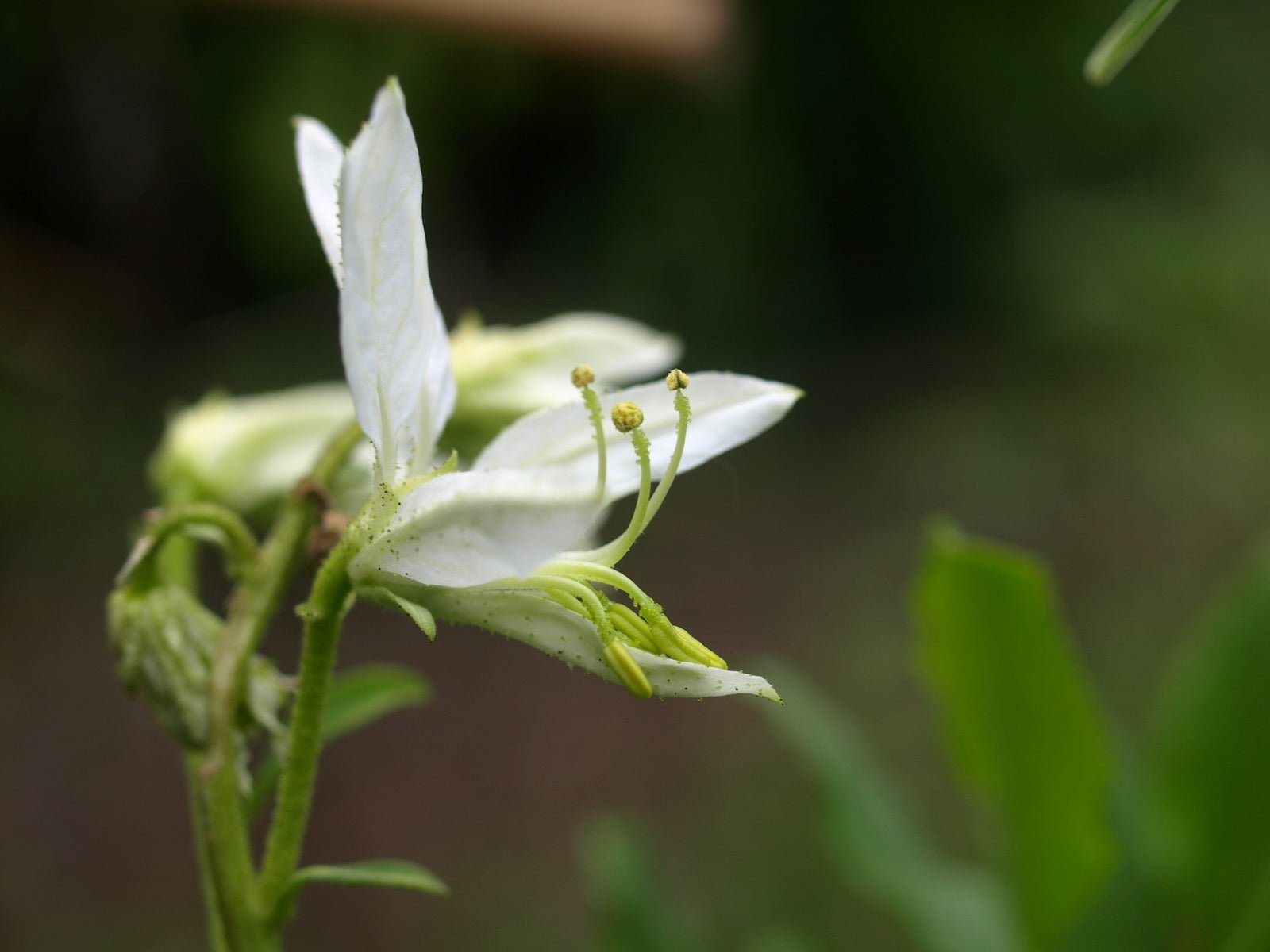 Dictamnus albus 'Albiflorus' - Herrenkamper Gärten - Pflanzenraritäten