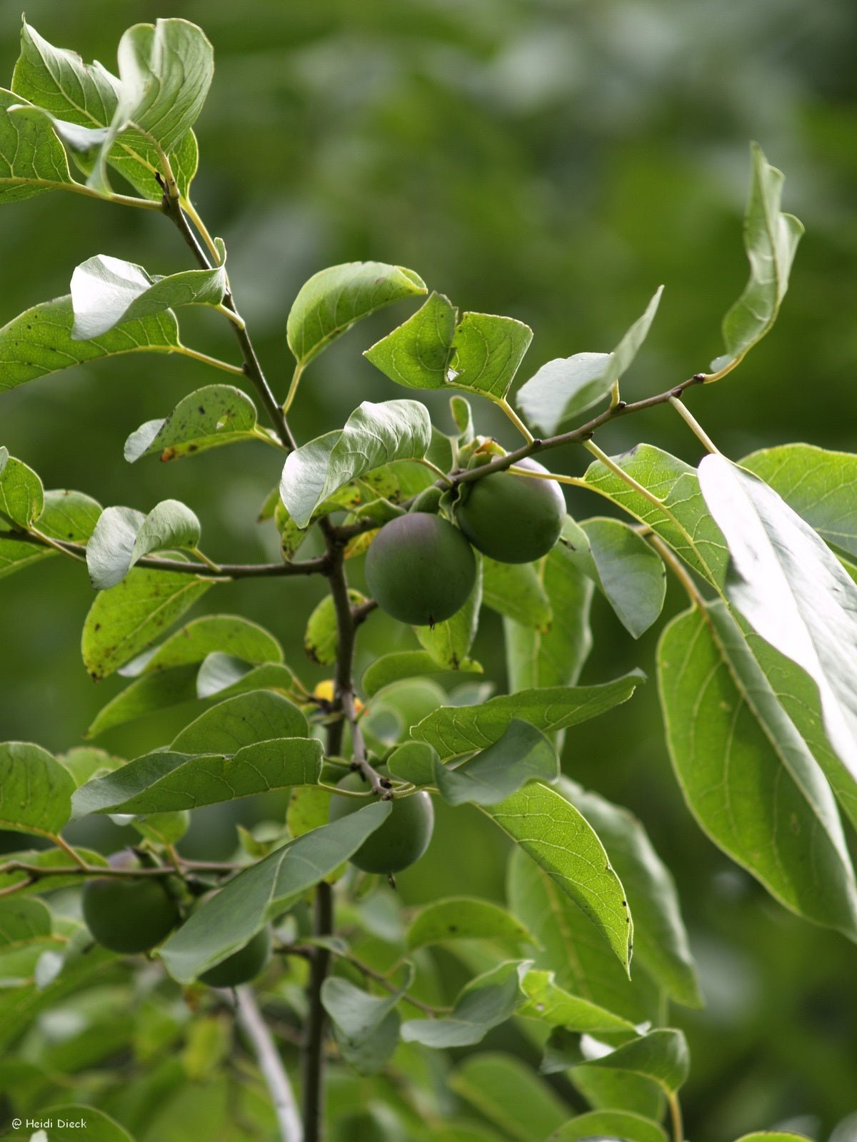 Diospyros virginiana - Herrenkamper Gärten - Pflanzenraritäten