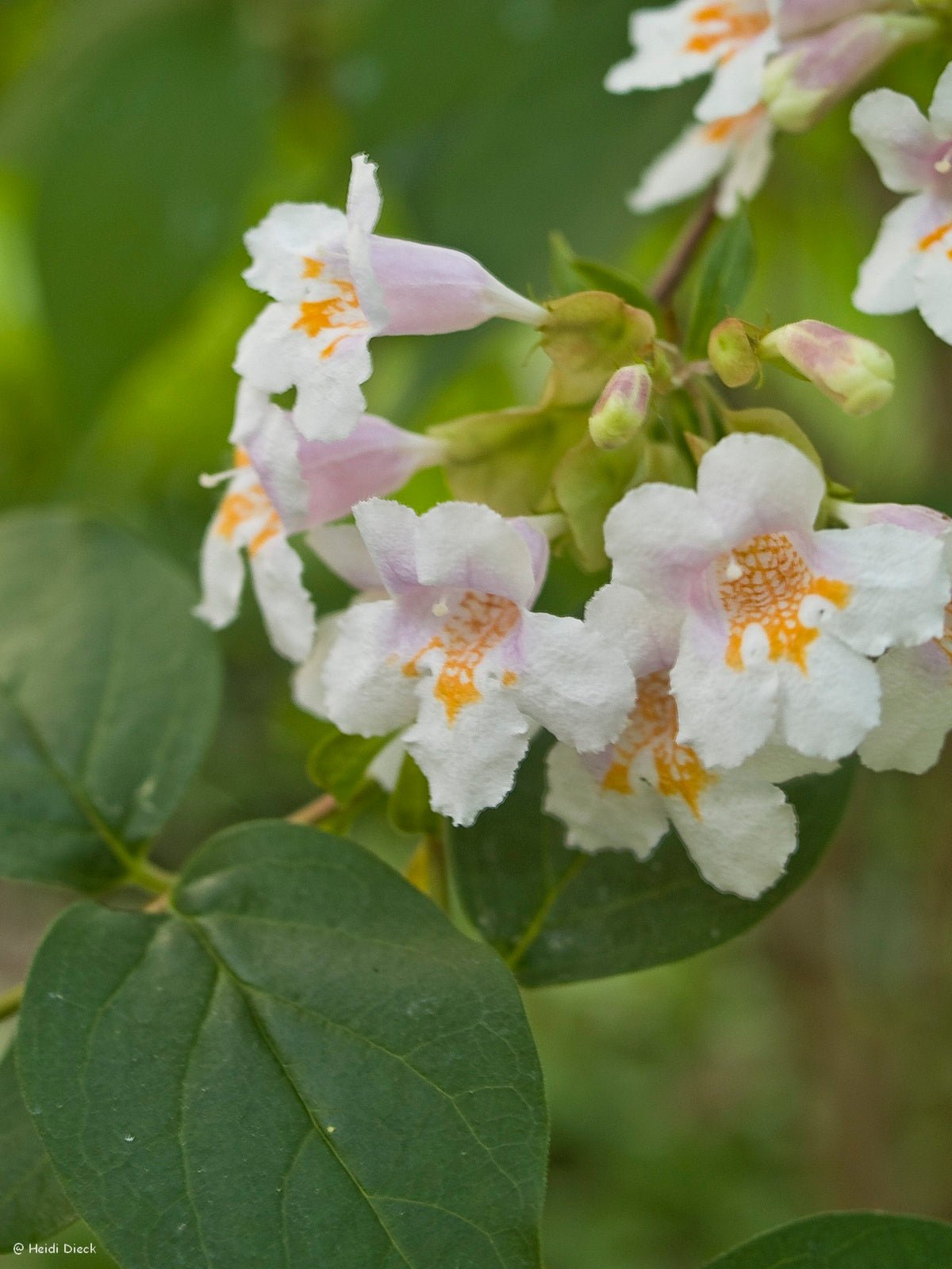 Dipelta floribunda - Herrenkamper Gärten - Pflanzenraritäten