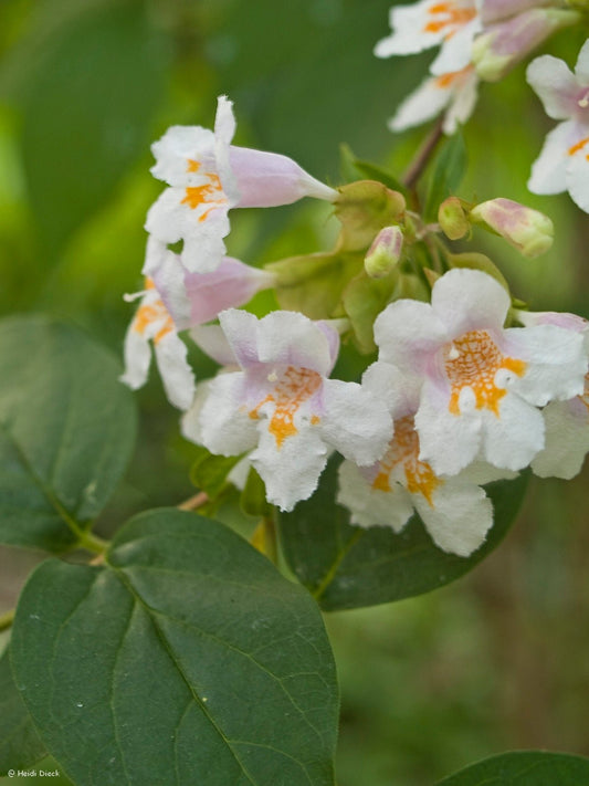 Dipelta floribunda - Herrenkamper Gärten - Pflanzenraritäten