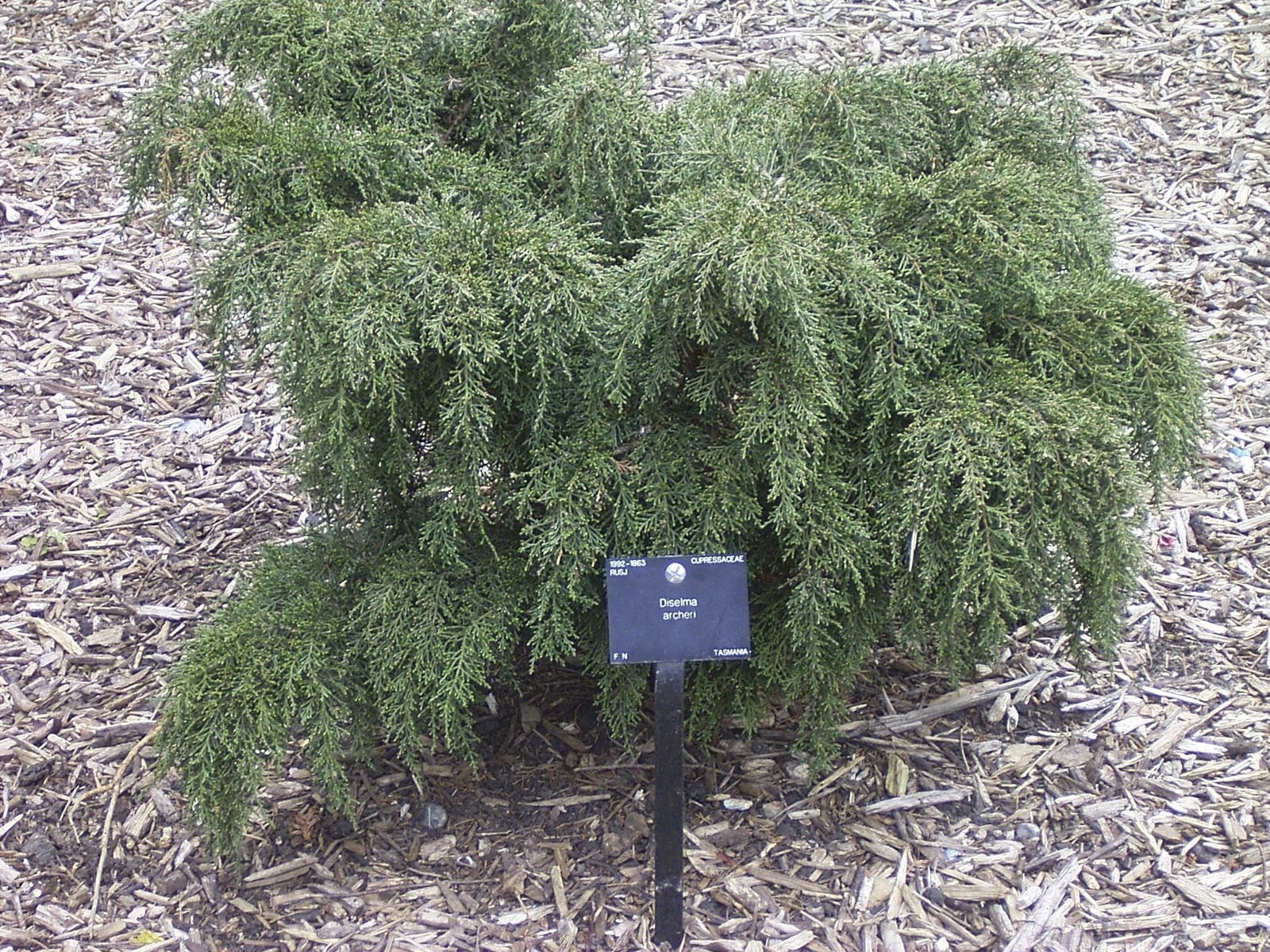 Diselma archeri - Herrenkamper Gärten - Pflanzenraritäten