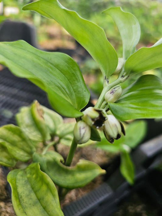 Disporopsis arisanensis - Herrenkamper Gärten - Pflanzenraritäten