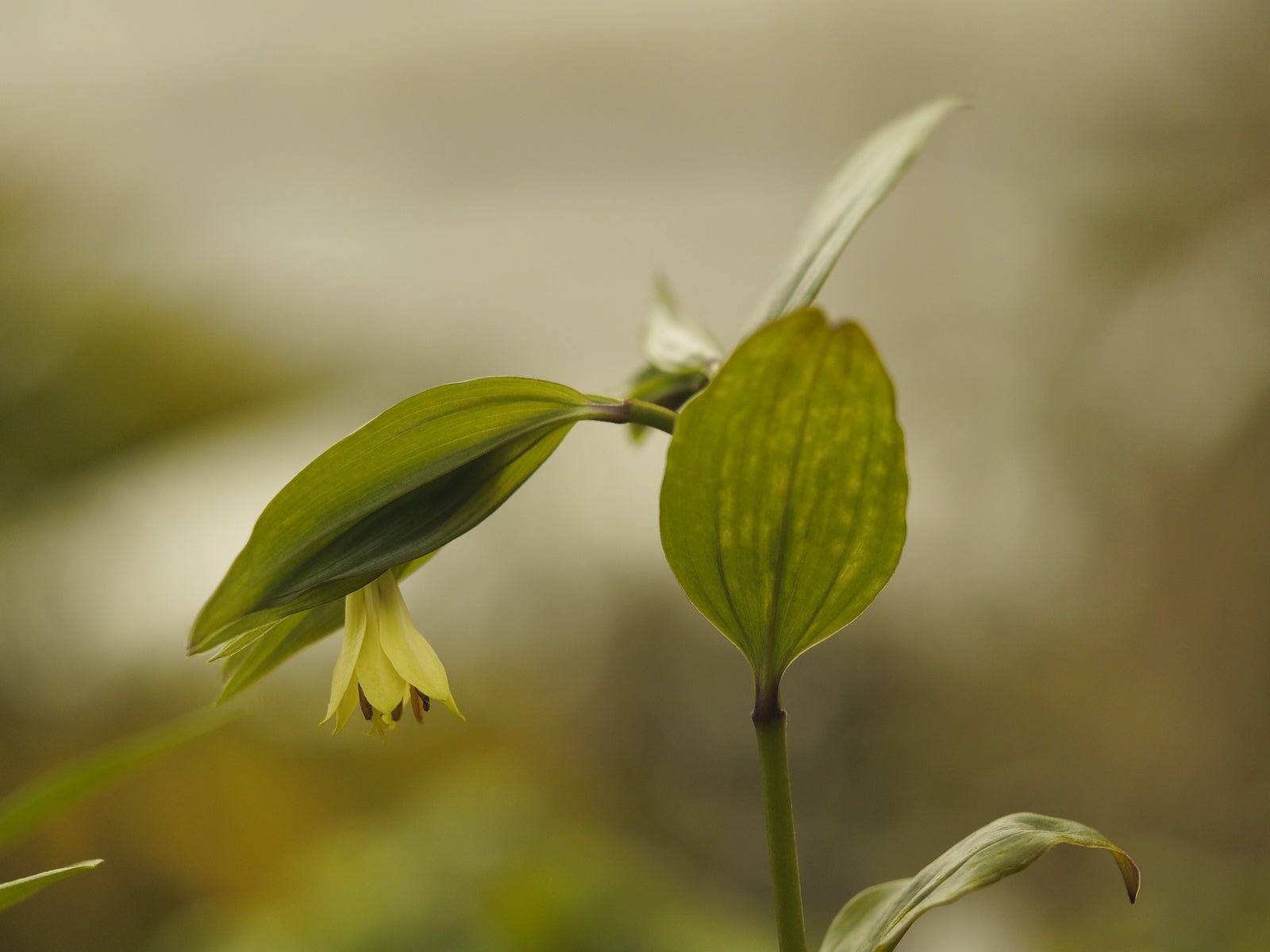 Disporum bodinieri - Herrenkamper Gärten - Pflanzenraritäten