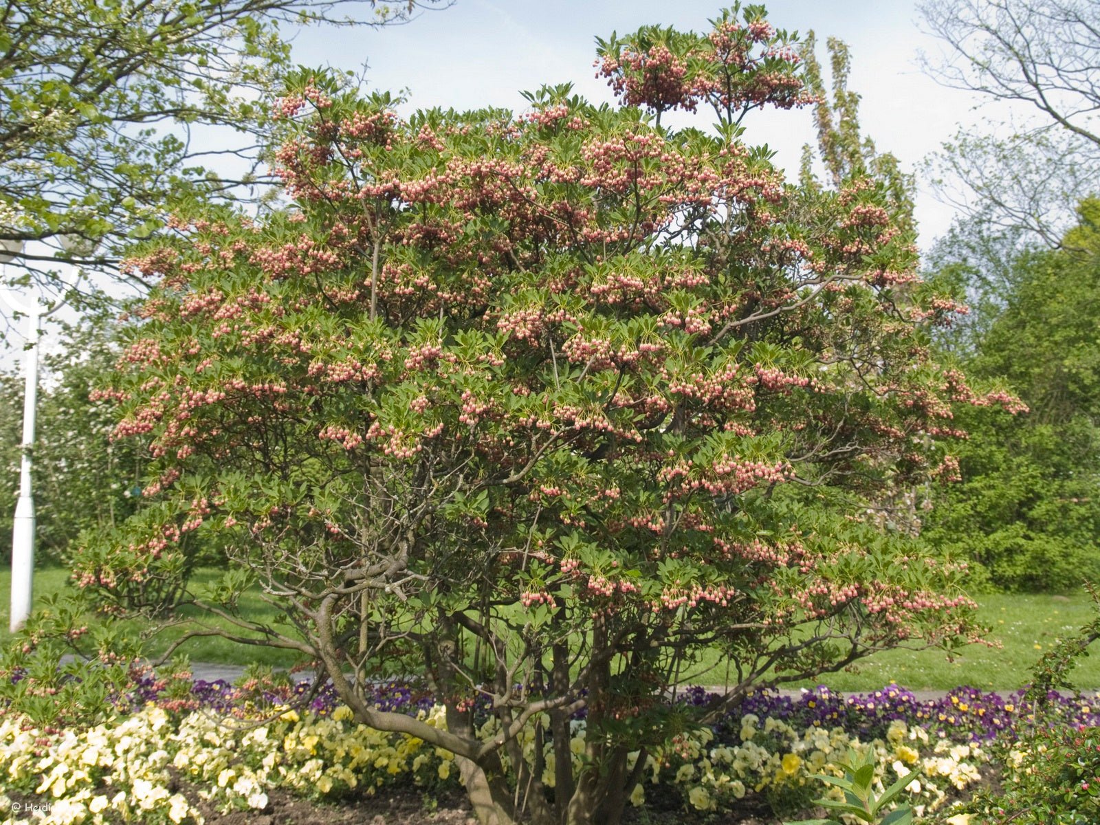 Enkianthus campanulatus - Herrenkamper Gärten - Pflanzenraritäten