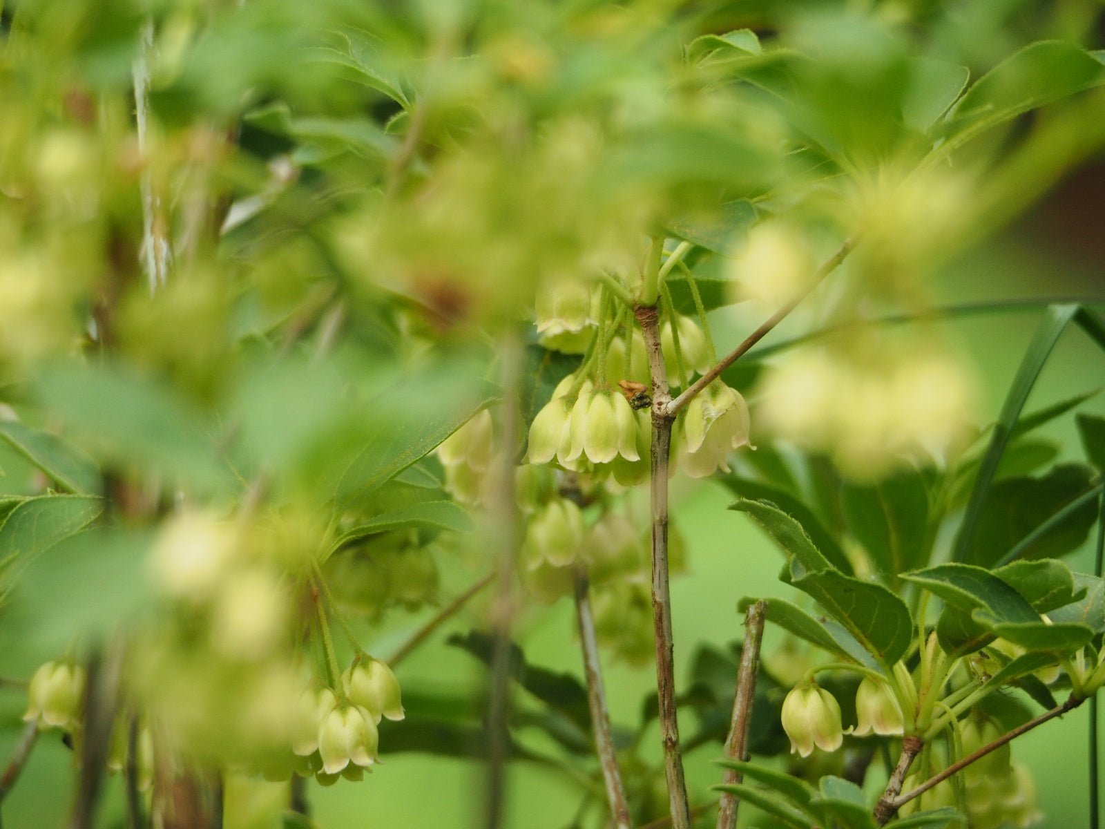 Enkianthus campanulatus 'Albiflorus' - Herrenkamper Gärten - Pflanzenraritäten