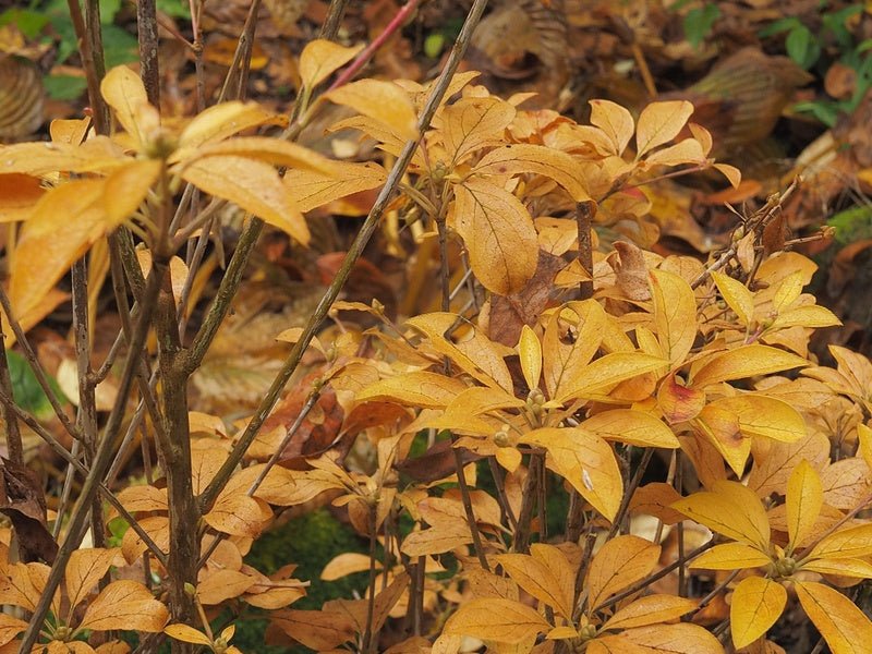 Enkianthus campanulatus 'Albiflorus' - Herrenkamper Gärten - Pflanzenraritäten