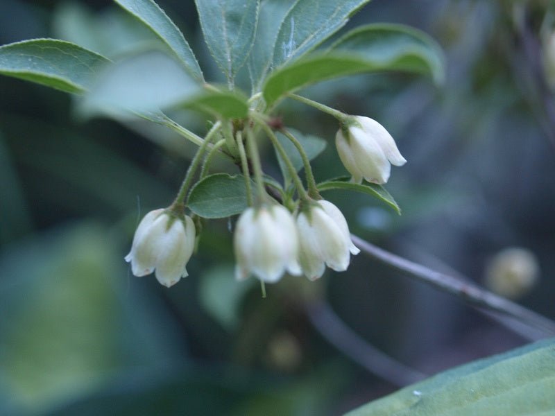 Enkianthus campanulatus 'Albiflorus' - Herrenkamper Gärten - Pflanzenraritäten