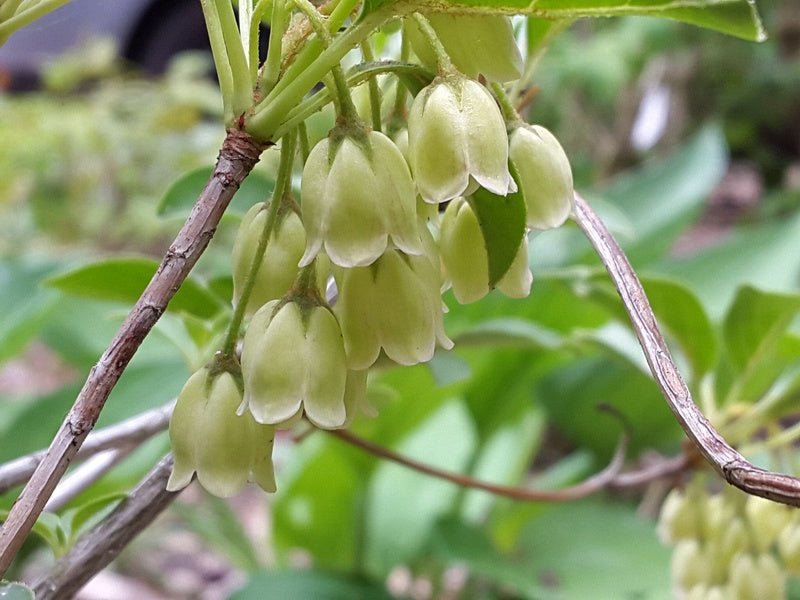 Enkianthus campanulatus 'Albiflorus' - Herrenkamper Gärten - Pflanzenraritäten