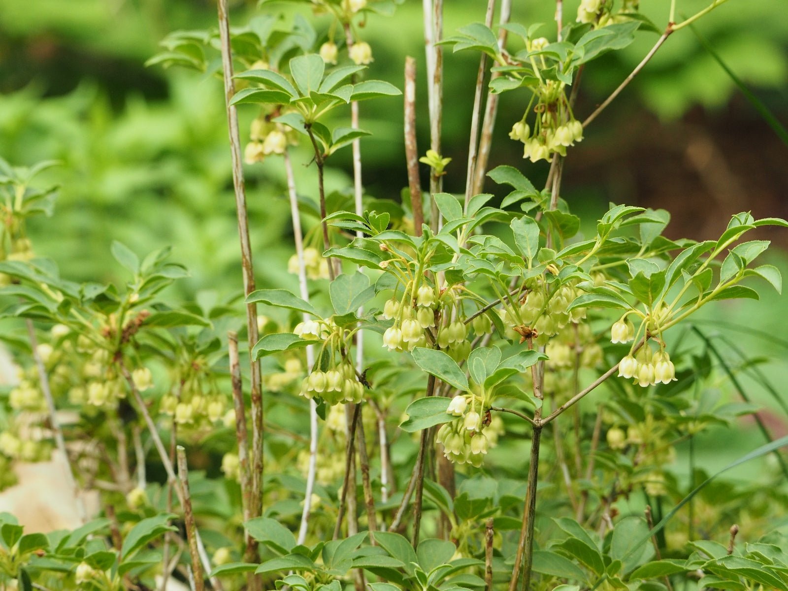 Enkianthus campanulatus 'Albiflorus' - Herrenkamper Gärten - Pflanzenraritäten