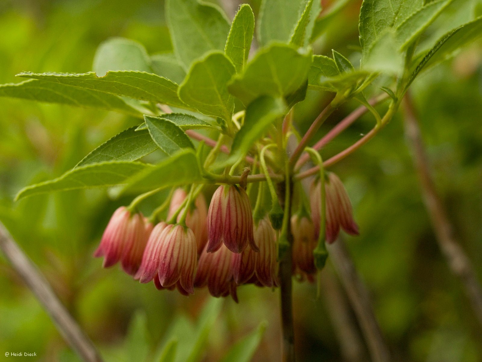 Enkianthus campanulatus 'Red Bells' - Herrenkamper Gärten - Pflanzenraritäten