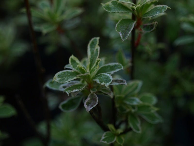 Enkianthus campanulatus 'Variegata' - Herrenkamper Gärten - Pflanzenraritäten