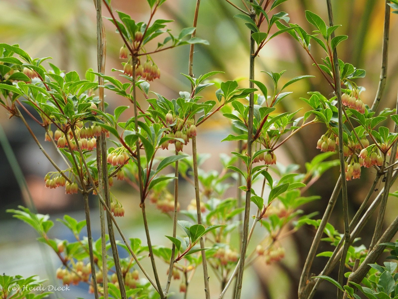 Enkianthus campanulatus 'Victoria' - Herrenkamper Gärten - Pflanzenraritäten