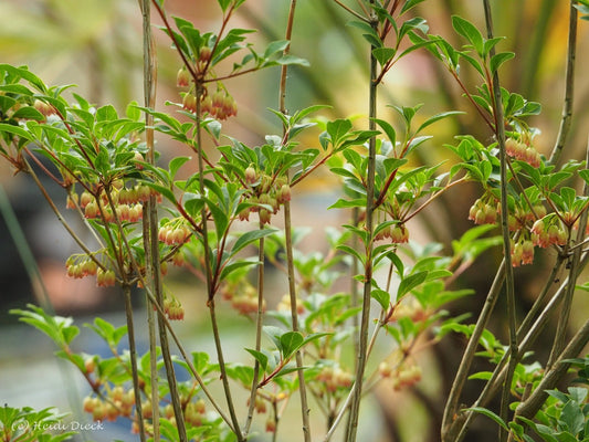 Enkianthus campanulatus 'Victoria' - Herrenkamper Gärten - Pflanzenraritäten