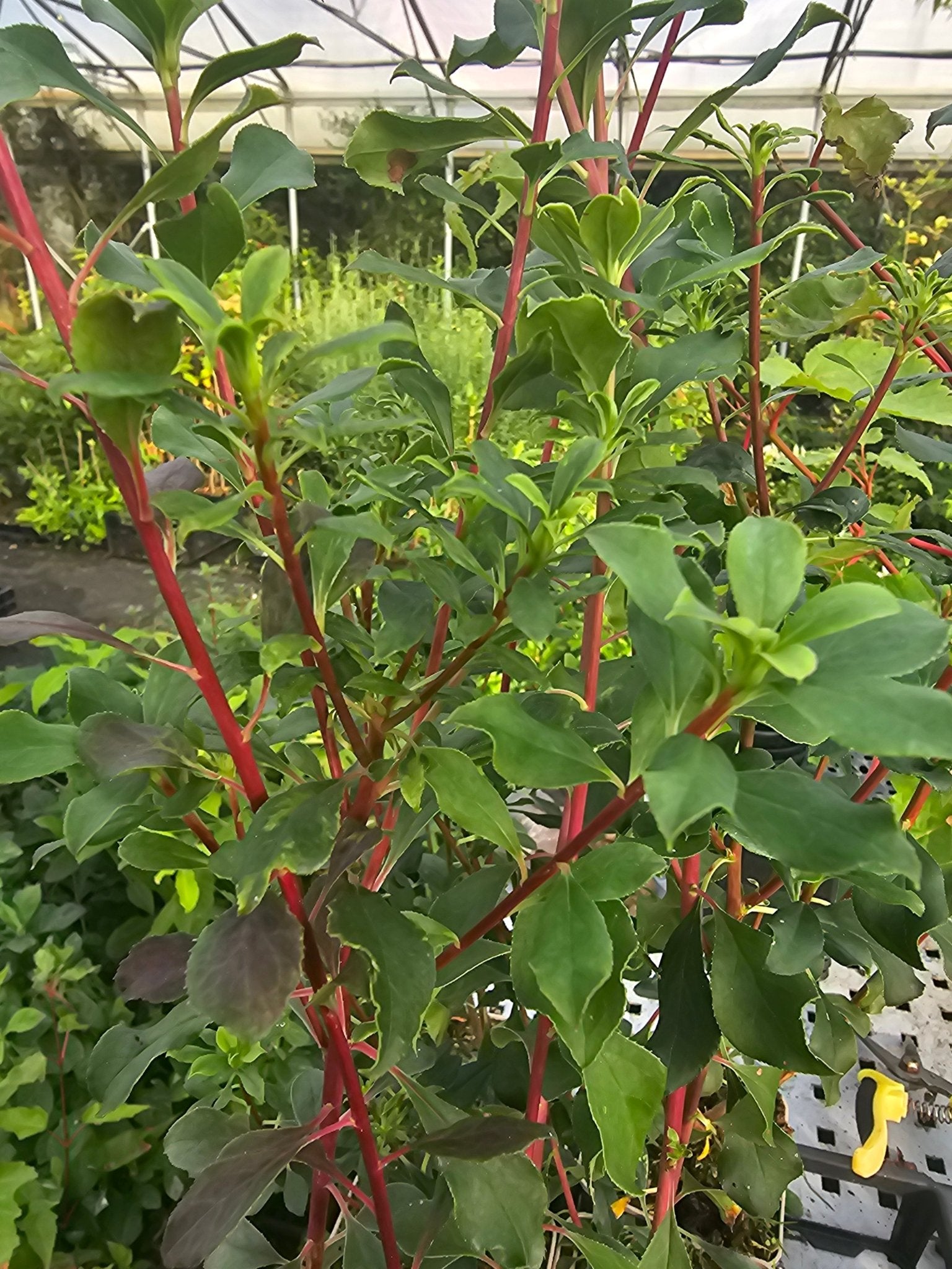 Enkianthus campanulatus 'Wallaby' - Herrenkamper Gärten - Pflanzenraritäten