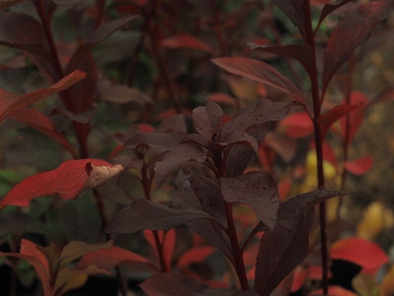 Enkianthus cernuus 'Rubens' - Herrenkamper Gärten - Pflanzenraritäten