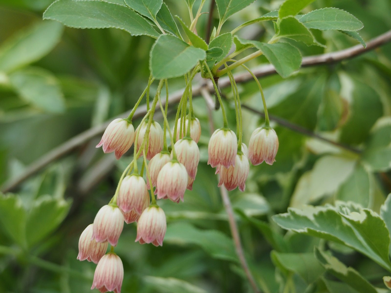 Enkianthus chinensis - Herrenkamper Gärten - Pflanzenraritäten