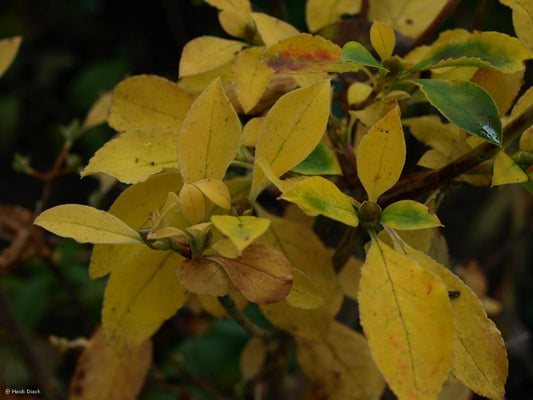 Enkianthus chinensis - Herrenkamper Gärten - Pflanzenraritäten