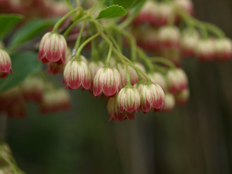 Enkianthus chinensis - Herrenkamper Gärten - Pflanzenraritäten