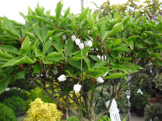 Enkianthus perulatus - Herrenkamper Gärten - Pflanzenraritäten