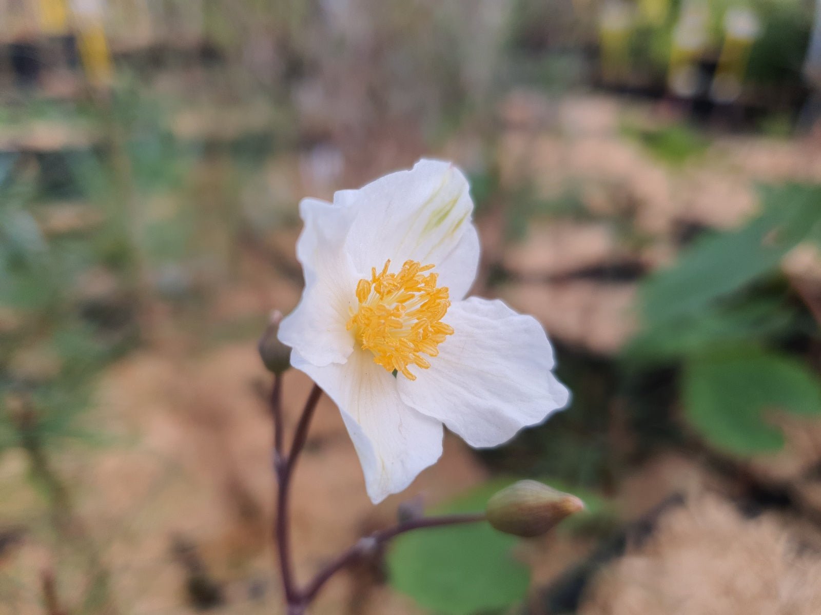 Eomecon chionantha - Herrenkamper Gärten - Pflanzenraritäten