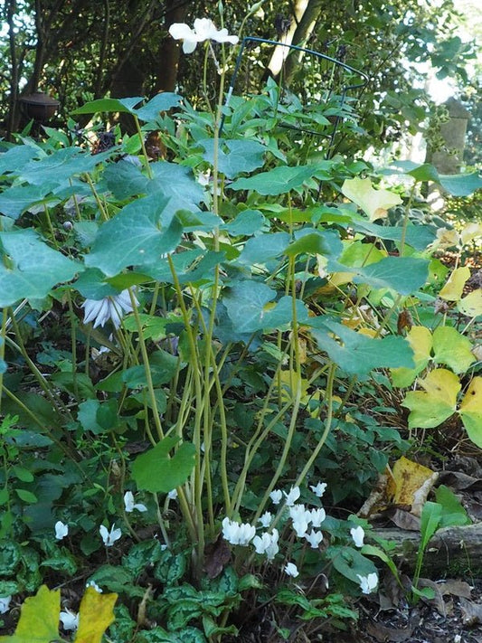Eomecon chionantha - Herrenkamper Gärten - Pflanzenraritäten