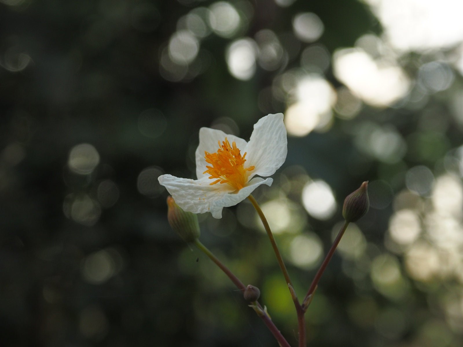 Eomecon chionantha - Herrenkamper Gärten - Pflanzenraritäten