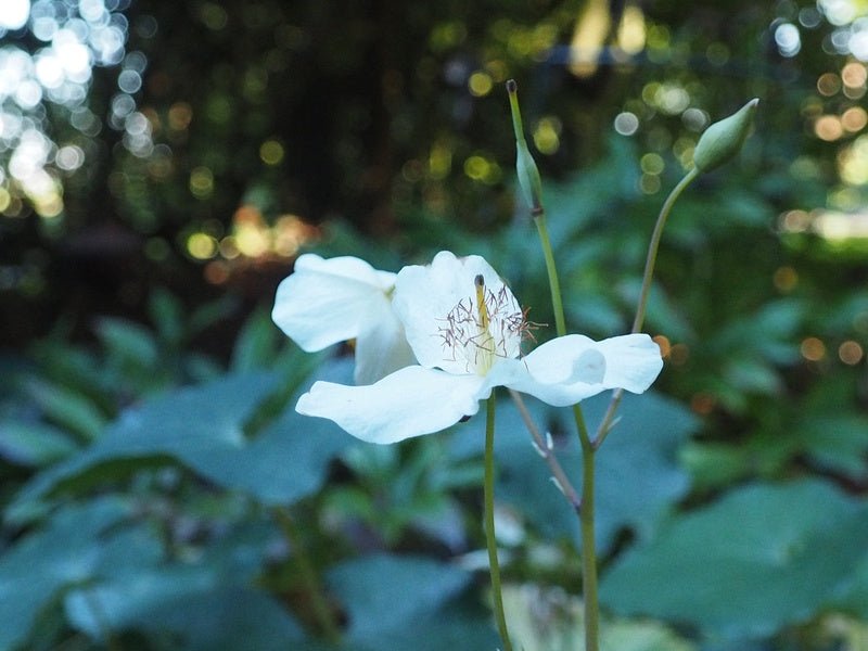 Eomecon chionantha - Herrenkamper Gärten - Pflanzenraritäten