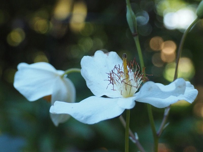 Eomecon chionantha - Herrenkamper Gärten - Pflanzenraritäten