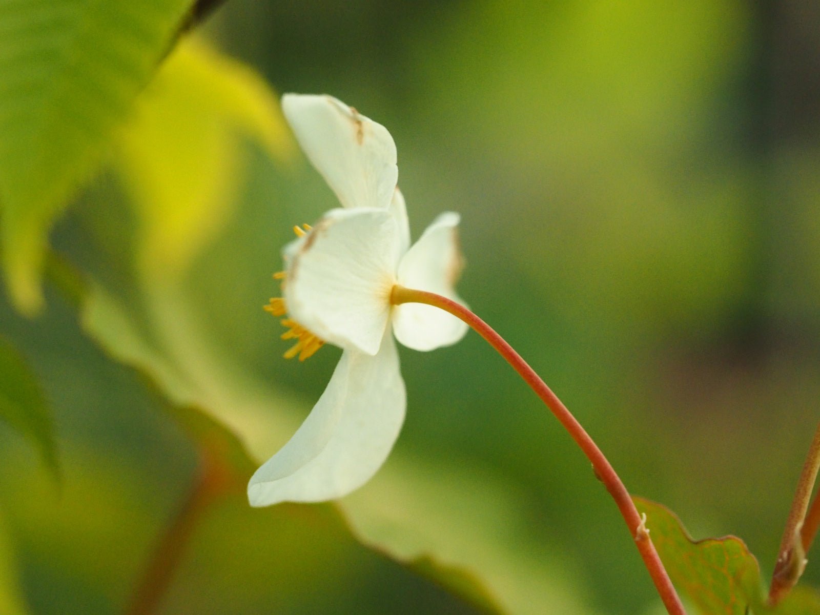 Eomecon chionantha - Herrenkamper Gärten - Pflanzenraritäten