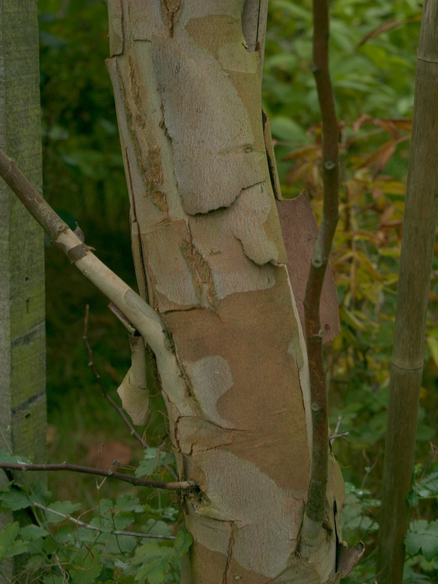 Eucalypthus pauciflora ssp. nippophila - Herrenkamper Gärten - Pflanzenraritäten