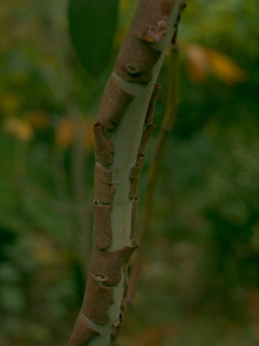 Eucalypthus pauciflora ssp. nippophila - Herrenkamper Gärten - Pflanzenraritäten