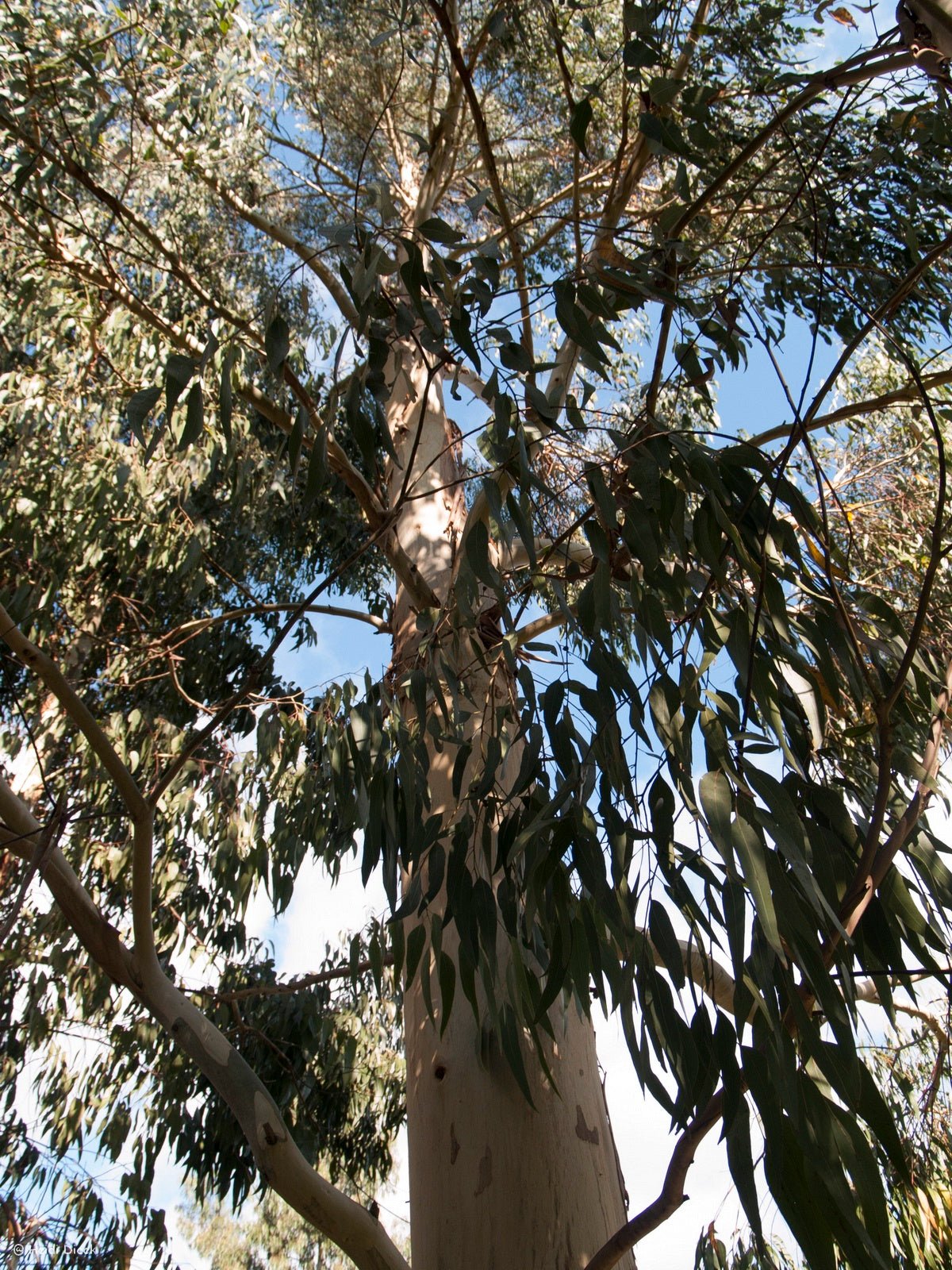 Eucalyptus dalrympleyana - Herrenkamper Gärten - Pflanzenraritäten