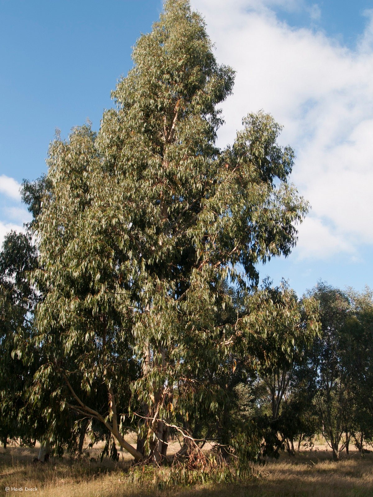 Eucalyptus dalrympleyana - Herrenkamper Gärten - Pflanzenraritäten