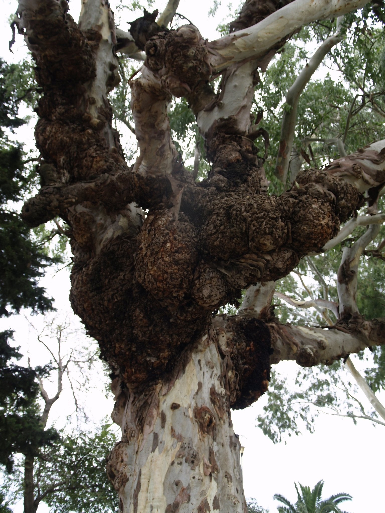 Eucalyptus stellulata - Herrenkamper Gärten - Pflanzenraritäten