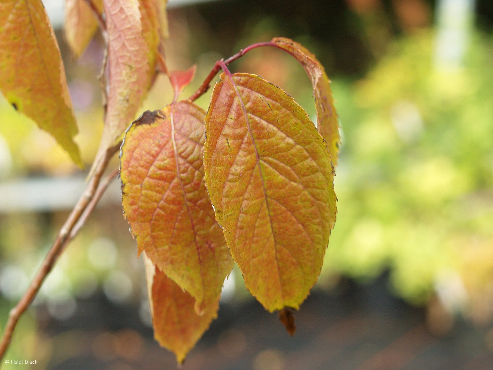 Eucommia ulmoides - Herrenkamper Gärten - Pflanzenraritäten