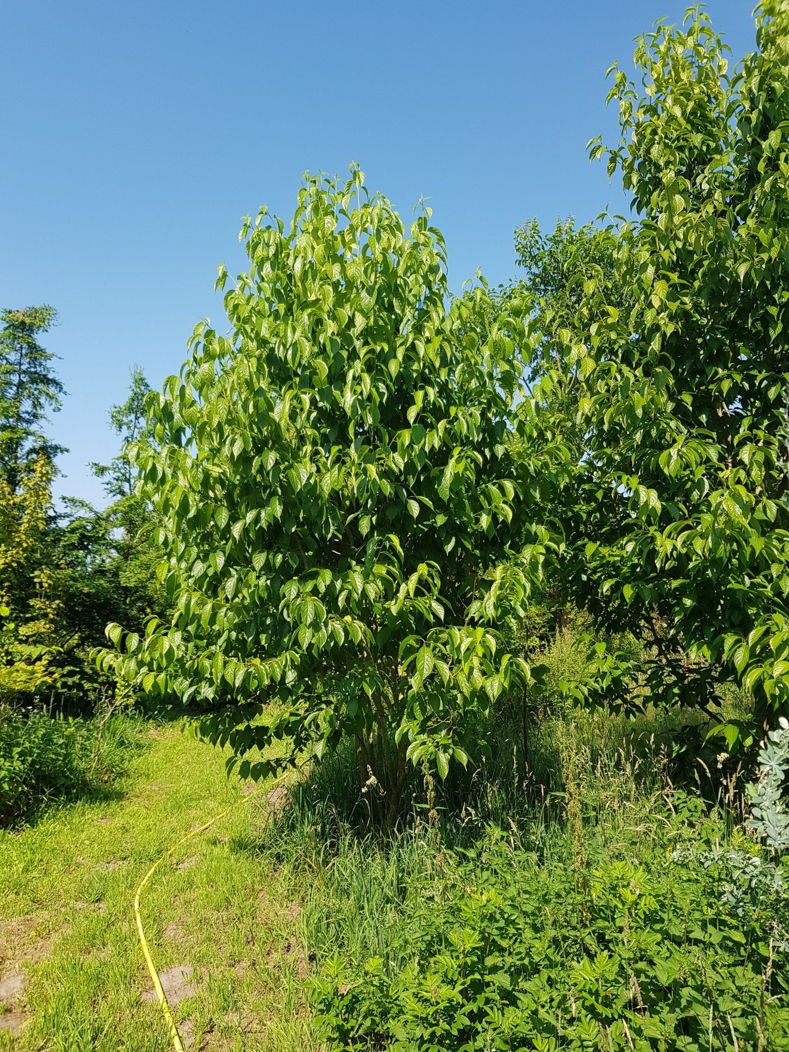 Eucommia ulmoides - Herrenkamper Gärten - Pflanzenraritäten