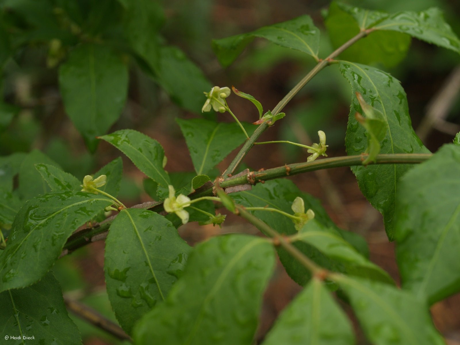 Euonymus hamiltonianus ssp. sieboldianus - Herrenkamper Gärten - Pflanzenraritäten