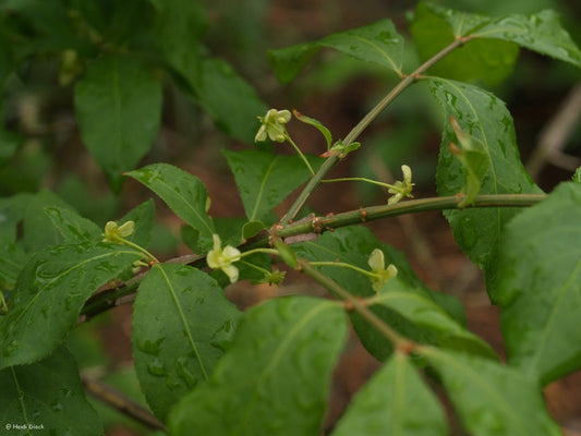 Euonymus hamiltonianus ssp. sieboldianus - Herrenkamper Gärten - Pflanzenraritäten