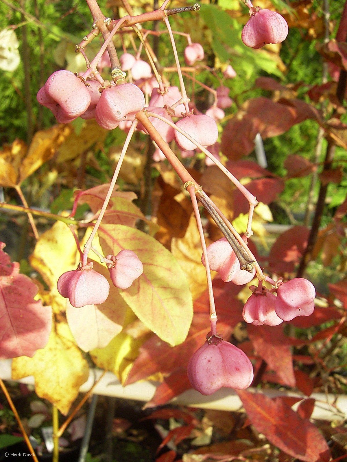 Euonymus hamiltonianus ssp. sieboldianus - Herrenkamper Gärten - Pflanzenraritäten
