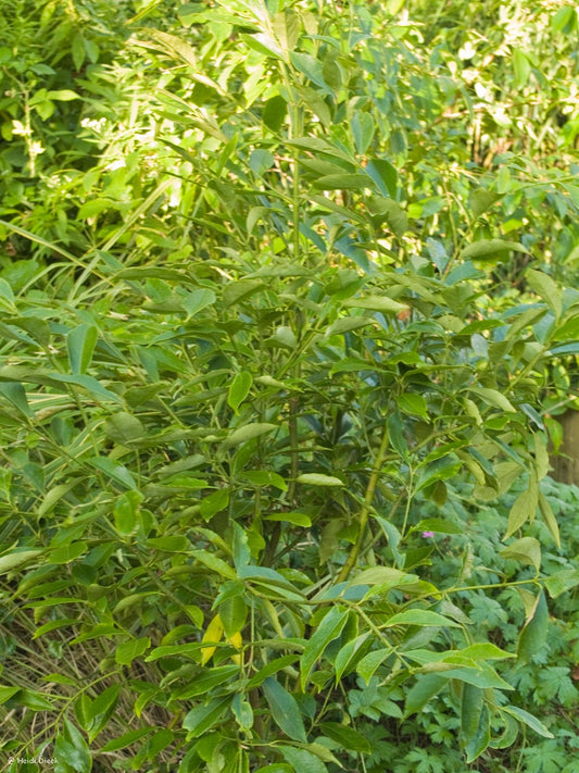 Euonymus myrianthus - Herrenkamper Gärten - Pflanzenraritäten