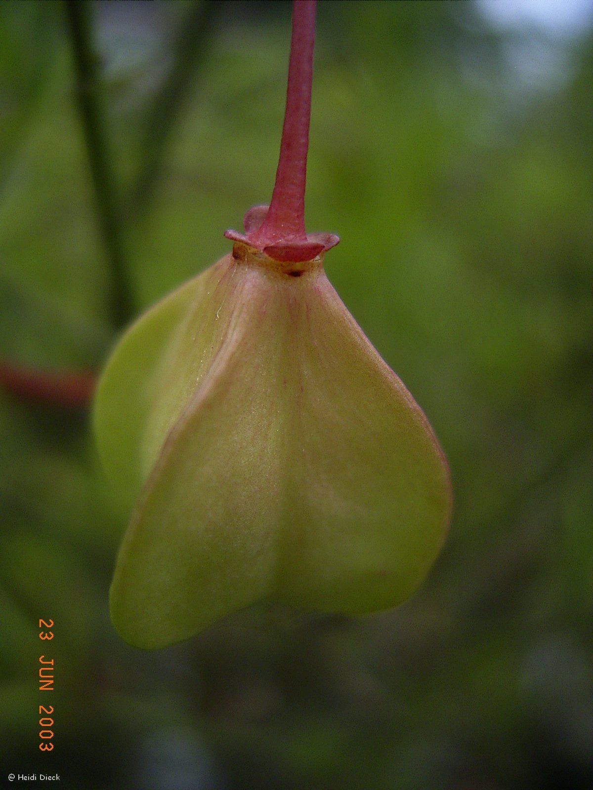 Euonymus nanus var. turkestanicus - Herrenkamper Gärten - Pflanzenraritäten