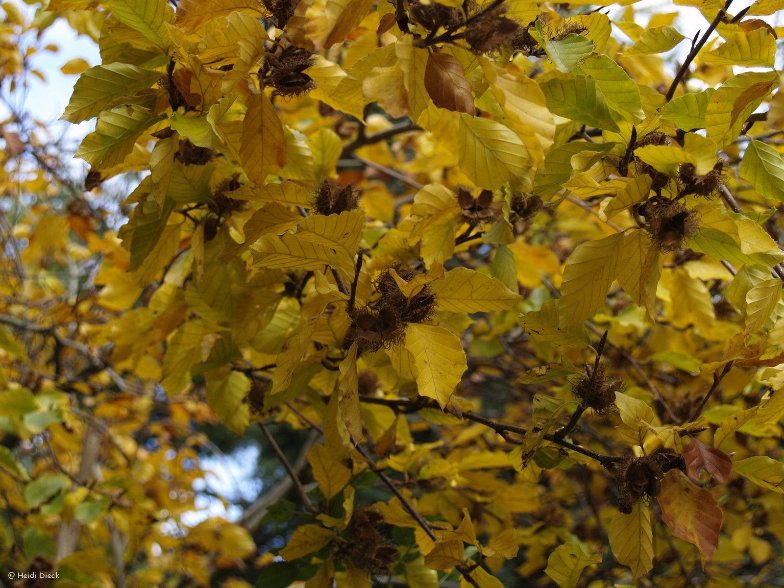 Fagus crenata - Herrenkamper Gärten - Pflanzenraritäten
